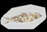 Knightia Fossil Fish - Wyoming #85405-1